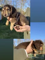 Twix - Chocolate and tan boy #1, a male Miniature Dachshund for sale in Marysville, WA – Photo 3 of 8