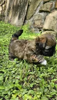 Ash, a male Shihpoo for sale in Arlington, TX – 2 of 4