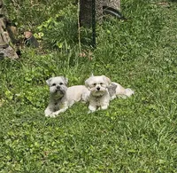 Ash, a male Shihpoo for sale in Arlington, TX – 4 of 4