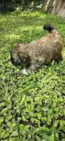 Daisy, a female Shihpoo for sale in Arlington, TX – 3 of 4