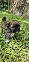 Ash, a male Shihpoo for sale in Arlington, TX – 3 of 4