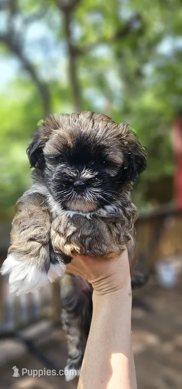 Daisy – Shihpoo puppy on hold in Arlington, TX