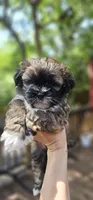 Daisy, a female Shihpoo for sale in Arlington, TX – 1 of 4