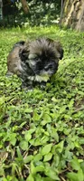 Willow, a female Shihpoo for sale in Arlington, TX – 3 of 4