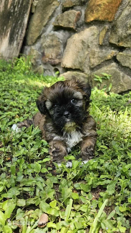 Ash – Shihpoo puppy for sale in Arlington, TX