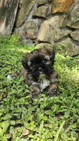 Ash, a male Shihpoo for sale in Arlington, TX – 1 of 4