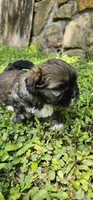 Willow, a female Shihpoo for sale in Arlington, TX – 2 of 4