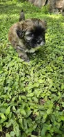 Daisy, a female Shihpoo for sale in Arlington, TX – 2 of 4