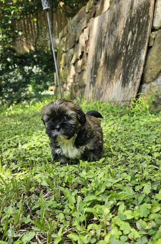 Willow – Shihpoo puppy for sale in Arlington, TX