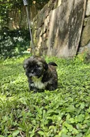 Willow, a female Shihpoo for sale in Arlington, TX – 1 of 4