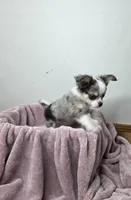 Akc Pistachio, a male Chihuahua for sale in Morganton, NC – Photo 7 of 9