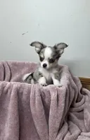 Akc Pistachio, a male Chihuahua for sale in Morganton, NC – Photo 2 of 9