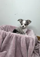 Akc Pistachio, a male Chihuahua for sale in Morganton, NC – Photo 6 of 9