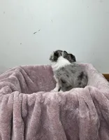 Akc Pistachio, a male Chihuahua for sale in Morganton, NC – Photo 8 of 9