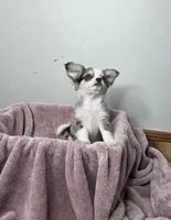 Akc Pistachio, a male Chihuahua for sale in Morganton, NC – Photo 5 of 9