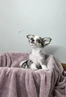 Akc Pistachio, a male Chihuahua for sale in Morganton, NC – Photo 3 of 9