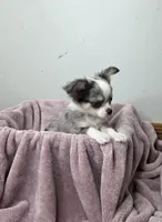 Akc Pistachio, a male Chihuahua for sale in Morganton, NC – Photo 4 of 9