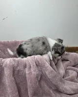 Akc Pistachio, a male Chihuahua for sale in Morganton, NC – Photo 9 of 9