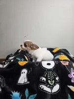 Akc Abra, a female Chihuahua for sale in Morganton, NC – 7 of 10