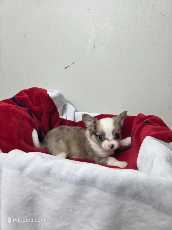 Akc Buster – Chihuahua puppy for sale in Morganton, NC