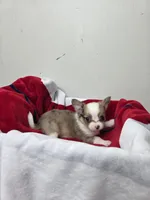 Akc Buster, a male Chihuahua for sale in Morganton, NC – 1 of 6