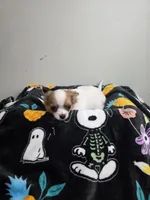 Akc Abra, a female Chihuahua for sale in Morganton, NC – 5 of 10