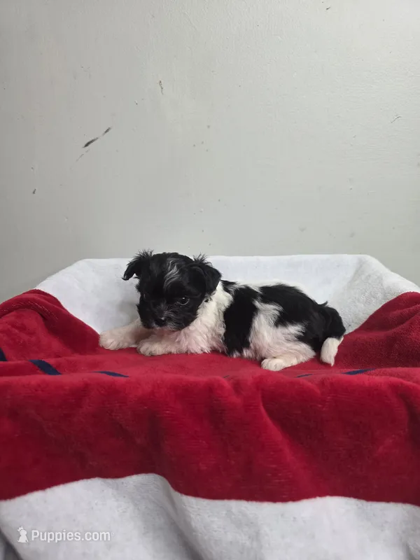 Mason – Chihuahua, Poodle - Miniature  puppy for sale in Morganton, NC