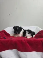 Mason, a male Chihuahua and Poodle - Miniature  for sale in Morganton, NC – 1 of 6