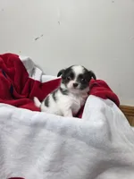 Akc Bruno, a male Chihuahua for sale in Morganton, NC – 3 of 6