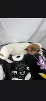 Akc Abra, a female Chihuahua for sale in Morganton, NC – 8 of 10