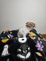 Akc Abra, a female Chihuahua for sale in Morganton, NC – 4 of 10