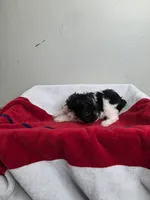 Mason, a male Chihuahua and Poodle - Miniature  for sale in Morganton, NC – 4 of 6