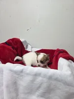 Akc Abra, a female Chihuahua for sale in Morganton, NC – 5 of 6