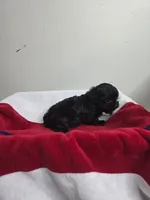 Midnight, a female Chihuahua and Poodle - Miniature  for sale in Morganton, NC – 6 of 6