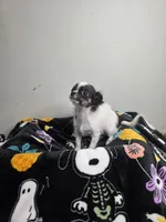 Akc Bruno, a male Chihuahua for sale in Morganton, NC – 5 of 8