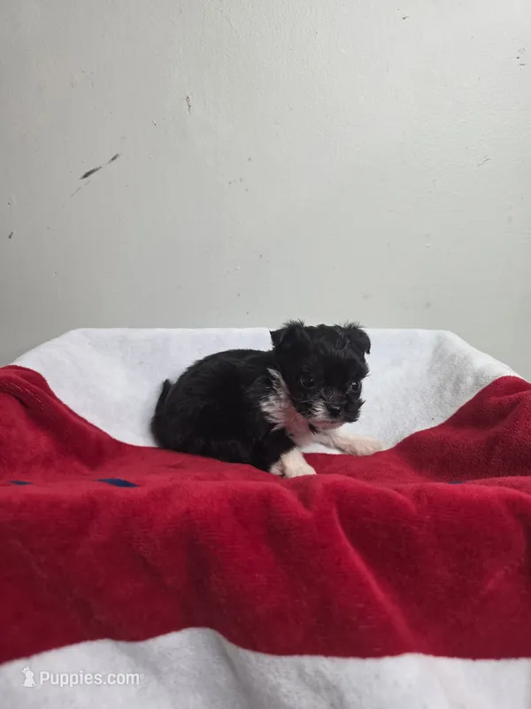 Madison – Chihuahua, Poodle - Miniature  puppy for sale in Morganton, NC