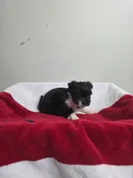 Madison, a female Chihuahua and Poodle - Miniature  for sale in Morganton, NC – 1 of 6