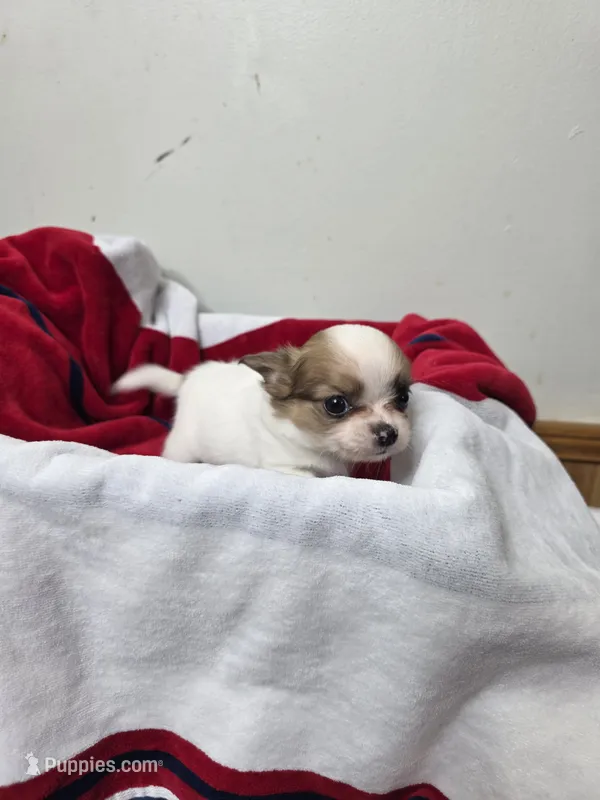 Akc Abra – Chihuahua puppy for sale in Morganton, NC