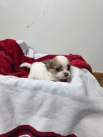 Akc Abra, a female Chihuahua for sale in Morganton, NC – 1 of 6