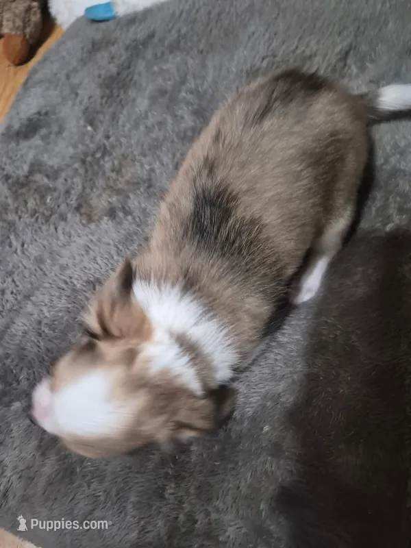 Akc Buster – Chihuahua puppy for sale in Morganton, NC