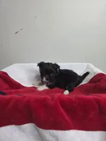 Madison, a female Chihuahua and Poodle - Miniature  for sale in Morganton, NC – 5 of 6
