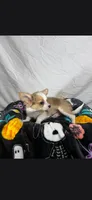 Akc Buster, a male Chihuahua for sale in Morganton, NC – 2 of 8