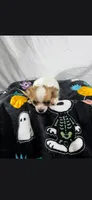 Akc Abra, a female Chihuahua for sale in Morganton, NC – 9 of 10