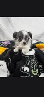 Akc Bruno, a male Chihuahua for sale in Morganton, NC – 8 of 8