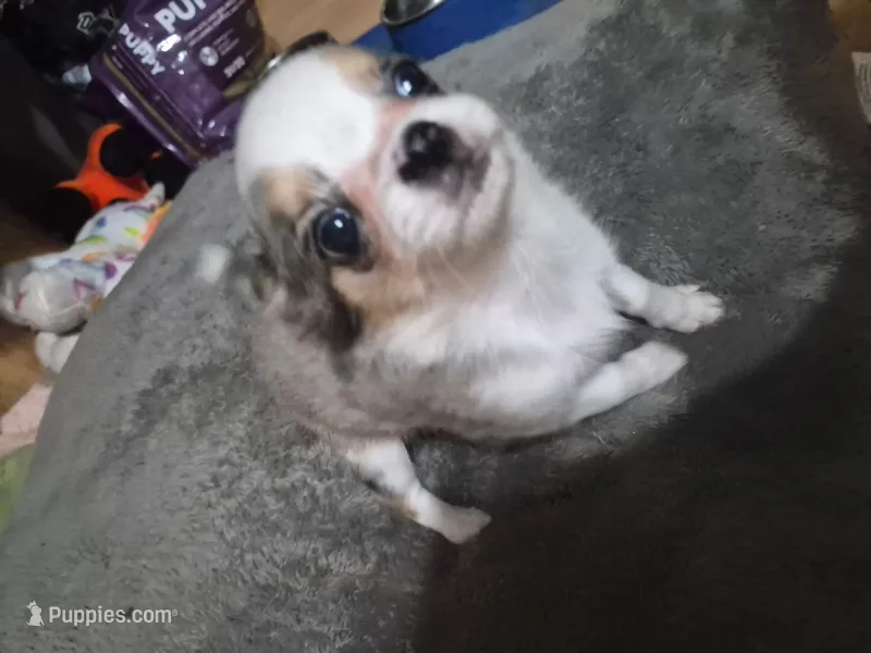 Akc Anna – Chihuahua puppy for sale in Morganton, NC