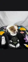 Akc Abra, a female Chihuahua for sale in Morganton, NC – 10 of 10