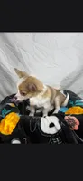 Akc Buster, a male Chihuahua for sale in Morganton, NC – 4 of 8