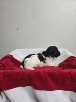 Mason, a male Chihuahua and Poodle - Miniature  for sale in Morganton, NC – 2 of 6