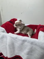 Akc Buster, a male Chihuahua for sale in Morganton, NC – 5 of 6
