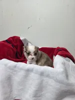 Akc Buster, a male Chihuahua for sale in Morganton, NC – 4 of 6